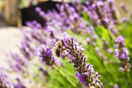 Closeup of lavender blossoms with nectar collecting beeの写真素材