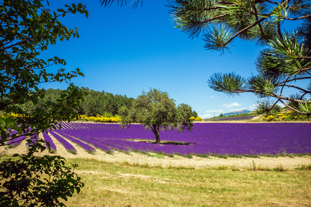 Neat purple lavender field with against blue sky in Provenceの写真素材