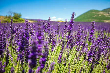 Neat purple lavender field with against blue sky in Provence