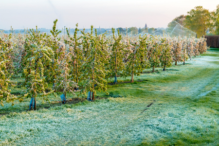 Layer of protective ice covering apple and fruit trees keeping them from freeze damage and forming iciclesの写真素材