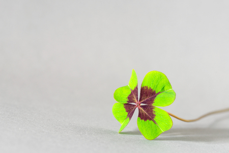 Closeup of a four leaf clover symbolizing luck and success as templateの写真素材