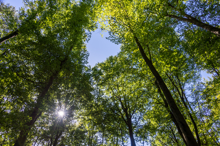 Green tree leafs against blue sunny sky from below as template with free copy spaceの写真素材