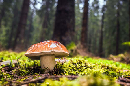 Wet single brown forest bay bolete mushroom in moss and grass surrounded by trees in autumn during rainの写真素材