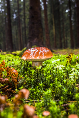 Wet single brown forest bay bolete mushroom in moss and grass surrounded by trees in autumn during rainの写真素材