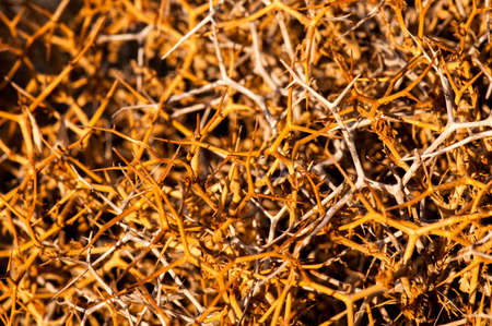 Dried thorn bushの写真素材