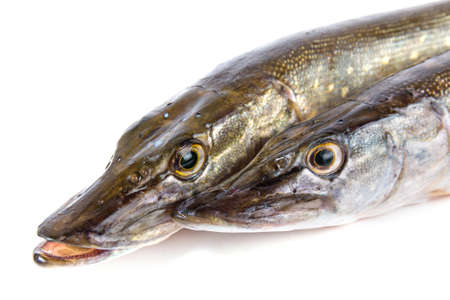 Raw fish. Pike isolated on white background.の写真素材