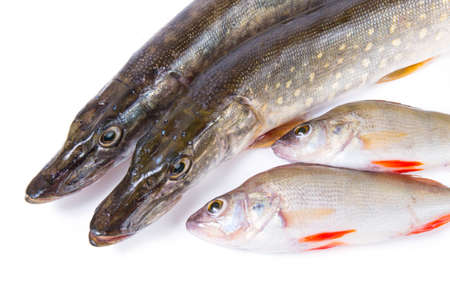 Raw fish. Pike and perch on white background.