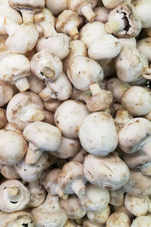 Raw champignon mushrooms. Top view on a store counterの写真素材
