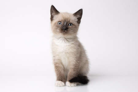 young snowshoe cat isolated on white backgroundの写真素材