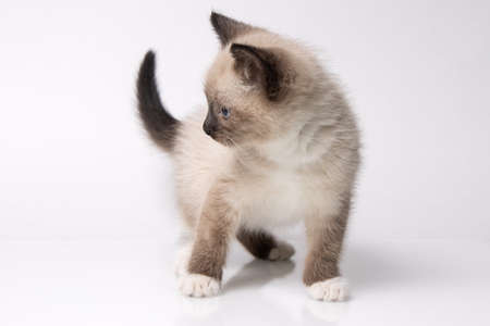siam kitten standing on a white tableの写真素材