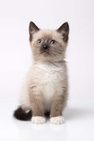 Portrait of small snowshoe Siamese cat on a white backgroundの写真素材