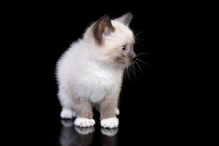 thai cat known as a traditional siamese catの写真素材