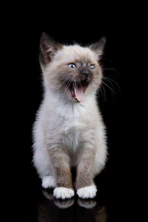 young snowshoe cat isolated on black backgroundの写真素材