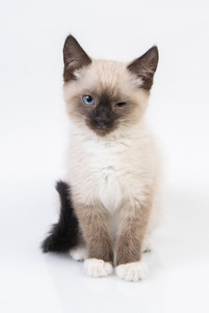 Portrait of small snowshoe Siamese cat on a white backgroundの写真素材
