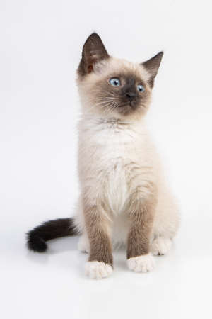 siam kitten standing on a white tableの写真素材