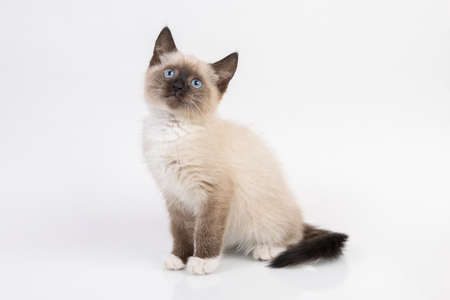 thai cat known as a traditional siamese catの写真素材
