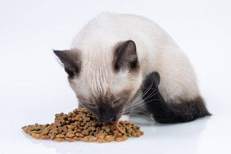 siamese kitten eating dry cat foodの写真素材
