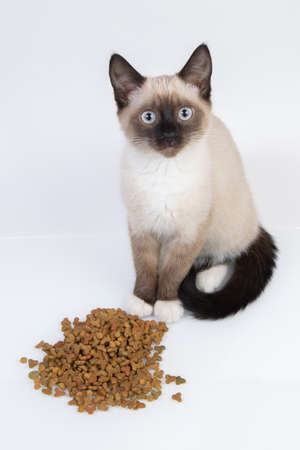 siamese kitten near dry cat foodの写真素材