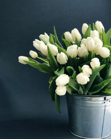 Bucket of tulipsの写真素材