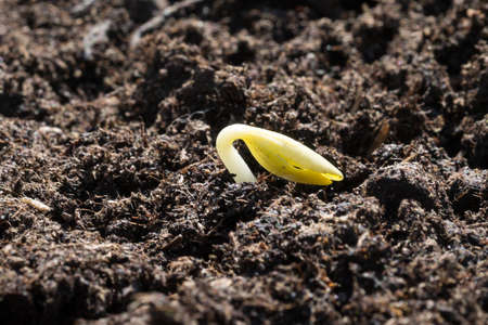 Pumpkin seed geminating in soil