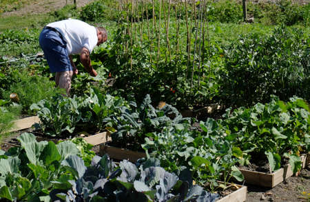 Working on an allotment, growing vegetablesのeditorial素材