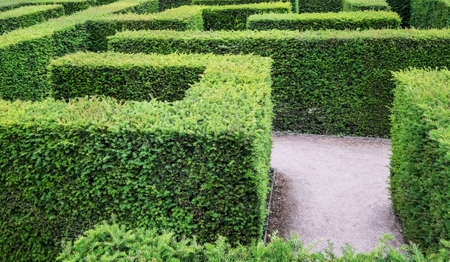 Garden labyrinth maze of hedgesの写真素材