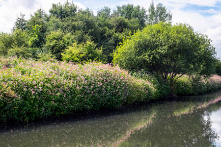 Himalayan balsam on riverbankの写真素材
