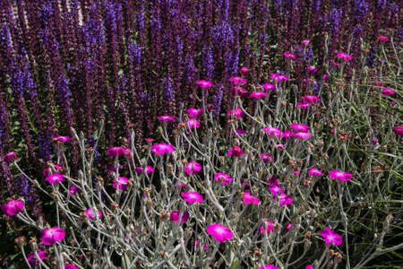 Lychnis coronaria and salvia superba planted togetherの写真素材