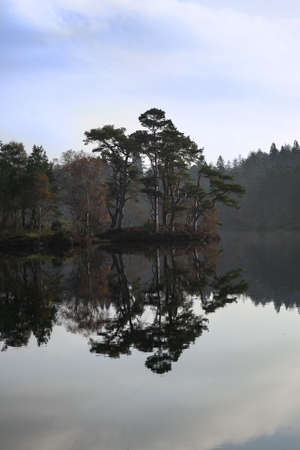 Pine tree reflection oat Tarn Howsの写真素材