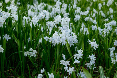 Squill growing in large clumpの写真素材