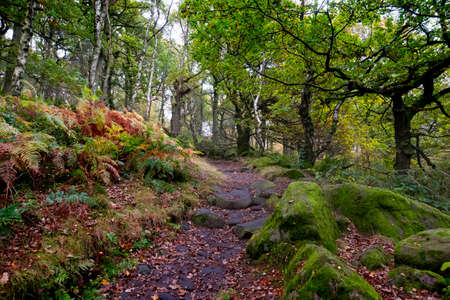 Padley Gorge in the Peak District National Park. Pathway leading through the autumn colour in the trees and bracken, and the moss covered rocks and boulders.の写真素材