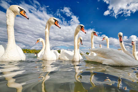 Swansの写真素材