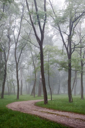 Magic forestの写真素材