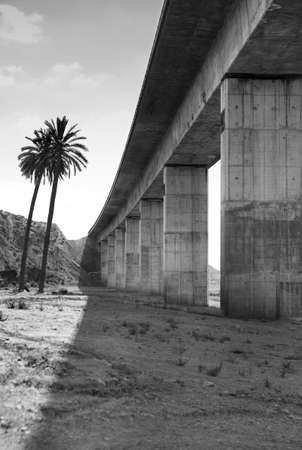Bridge with palm trees vertical black and whiteの写真素材