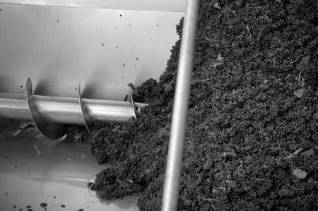 Harvesting grapes into the hopper for de-stemmer