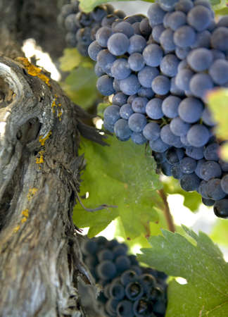Red grapes on grapevine just before harvestingの写真素材