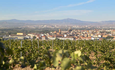 Wine country landscape before harvesting on sunny day blue sky.