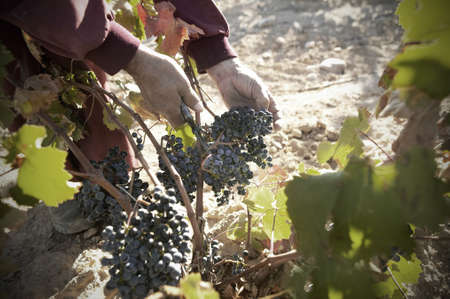 Grapes Harvesting and Picking Up manual agricultural worker