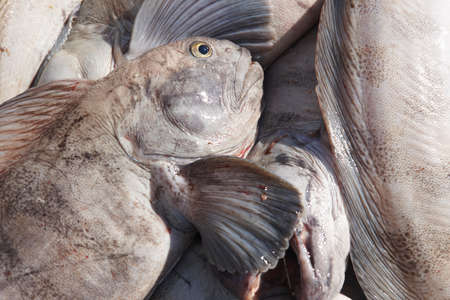 North Atlantic Ocean Catfish just fishing close up
