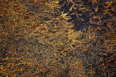 Background of Seawed on water at Vatnsnes Peninsula Iceland