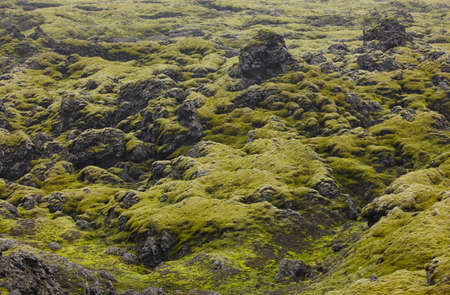 Volcanic landscape with moss in Lakagigar, Iceland South areaの写真素材