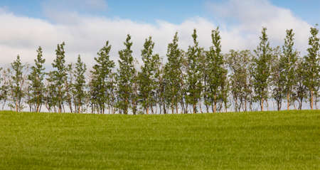Icelandic landscape with green field and trees の写真素材