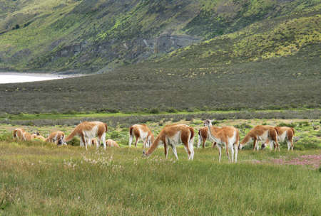 Patagonian landscape with vicunas, lake and mountains の写真素材