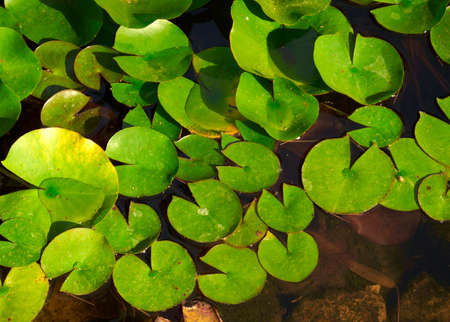 Green water lilys on wetland at sunrise  Horizontal                               