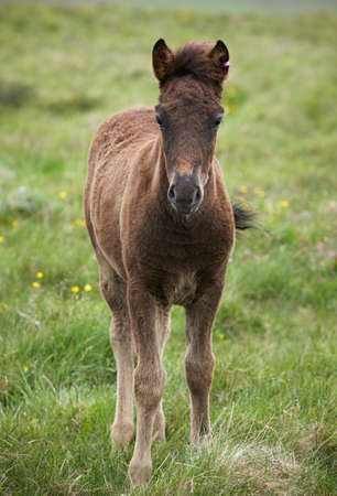 Iceland colt in the ground  Vatnsnes Peninsula  Verticalの写真素材