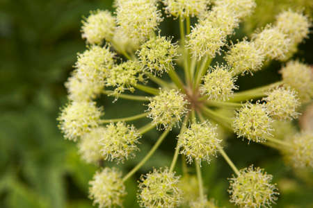 Icelandic green plants close up  Horizontal formatの写真素材