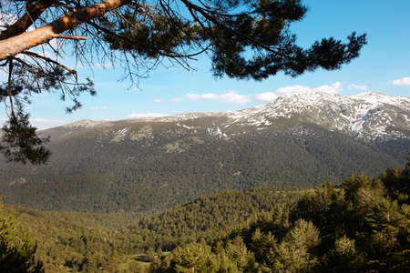 Landscape with snow mountain and pine forest  Horizontal formatの写真素材