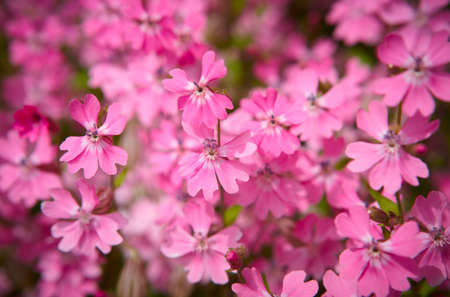 Purple flowers detail in the ground  Horizontal formatの写真素材