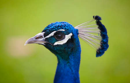 Peacock head over a green background  Horizontal formatの写真素材
