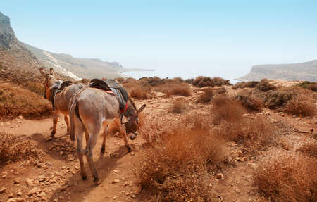 Donkeys in the mountain. Balos beach. Crete. Greeceの写真素材